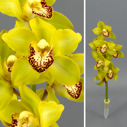 Haste de Cymbidium Verde Mini Siette, Flor fresca de 50 cm de comprimento