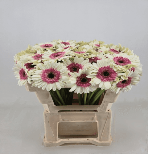 Ramo de 20 xerberas mini dobres Double Fun fucsia e branco, Flor fresca de 50 cm de longo, 20 talos