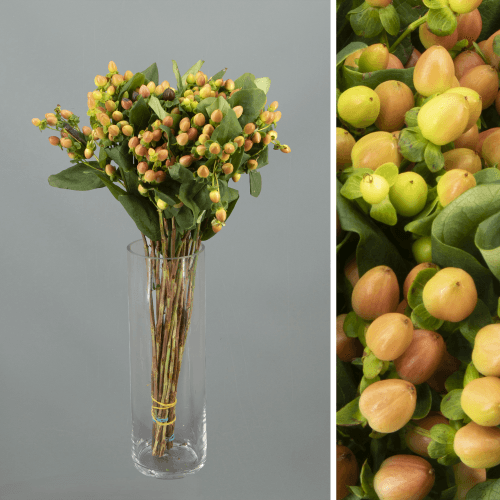 Hypericum Globo Coral