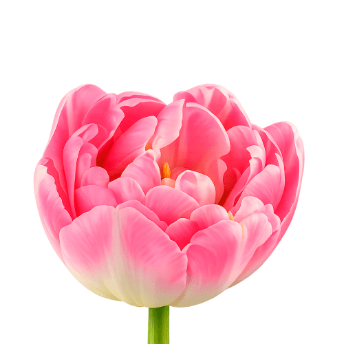 Bouquet de 50 tulipes roses Endless Love, Fleur fraîche de 40 cm de long, 50 tiges