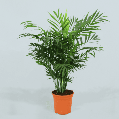 Chico (Chamaedorea Elegans)