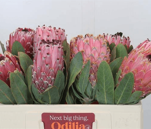 Protea Barbigera Rosa, Flor fresca de 50 cm de largo, ramo de 5 tallos