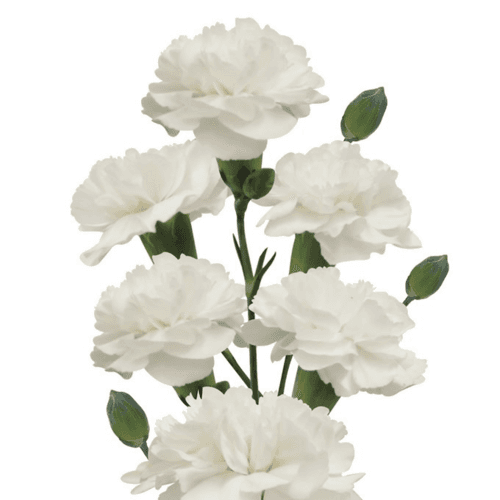 Œillet mini blanc White Bunny, Fleur fraîche de 70 cm de long, bouquet de 40 tiges