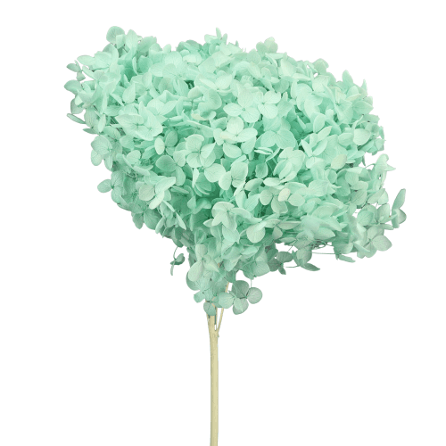 Hydrangea Annabella Tiffany Blue