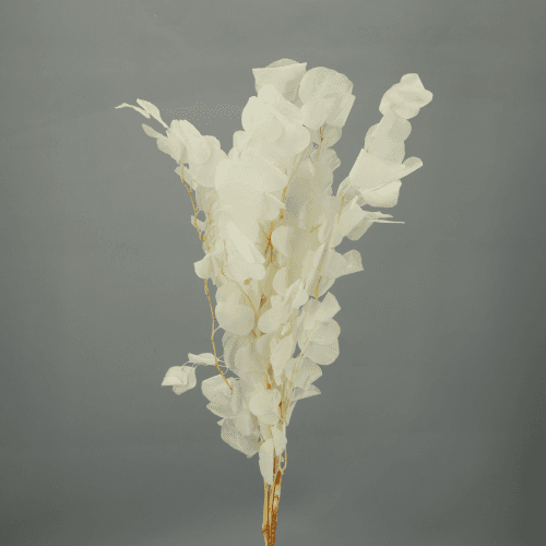 Eucalipto Populus Preservado Blanco, Flor preservada de 45 cm de largo