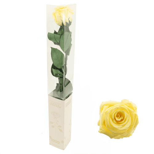 Rosa eterna amarillo claro, Flor preservada de 55 cm de largo