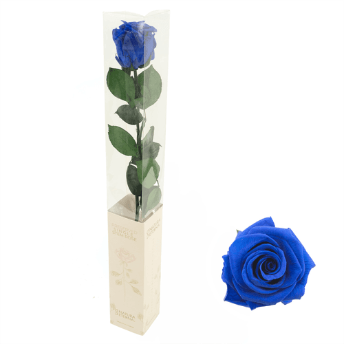 Rosa preservada azul com haste