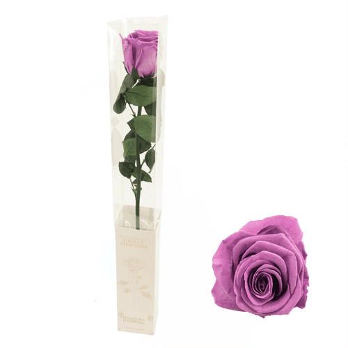 Rosa eterna Grape lavanda