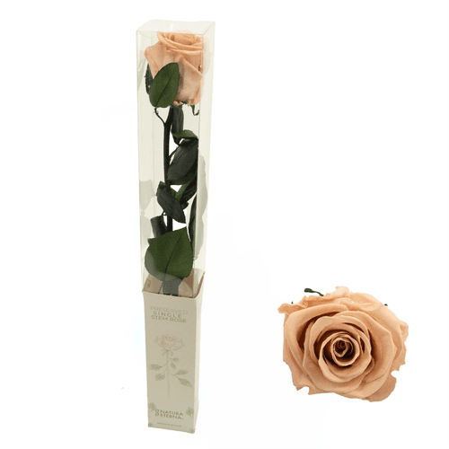 Rosa eterna Blush color rosada