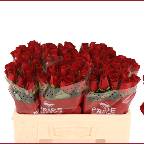 Rose Revolution, Fleur fraîche de 40 cm de long