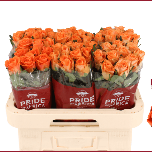 Ram de 10 roses taronges On Fire (Rosa), tija 50 cm, Flor fresca de 50-60 cm de llarg, 3 tiges