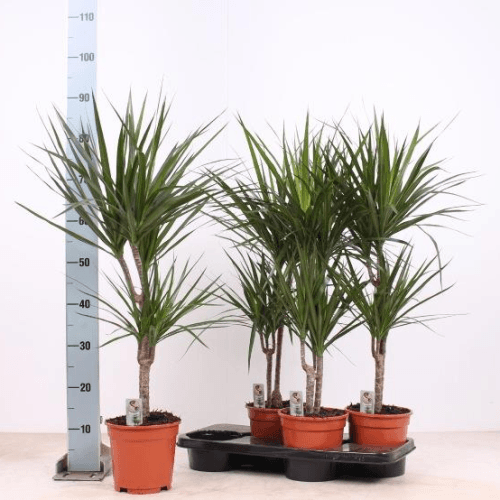Dracaena Marginata 1T