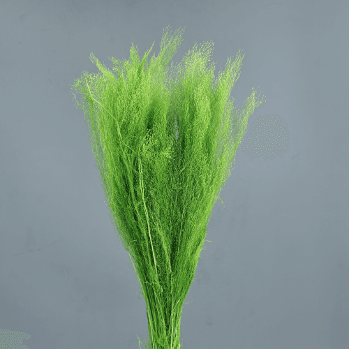 Bouquet d'Agrostis Séché Vert Clair