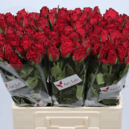 Rosa Madam Red
