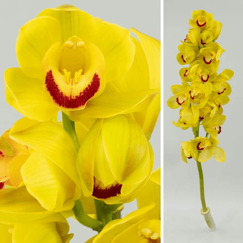 Haste de Cymbidium Amarelo Rijsenhout, Flor fresca de 80 cm de comprimento