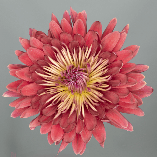 Bouquet de 20 Chrysanthèmes Uniflora Rouges Tornado Red, Fleur fraîche de 70 cm de long, 20 tiges