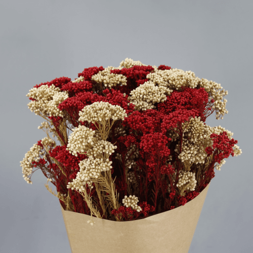 Flor de arroz preservada bicolor