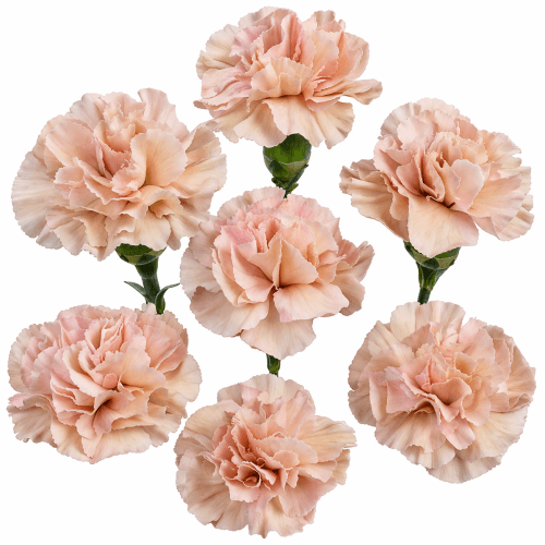 Œillet mini terracotta Almendra, Fleur fraîche de 70 cm de long, bouquet de 40 tiges