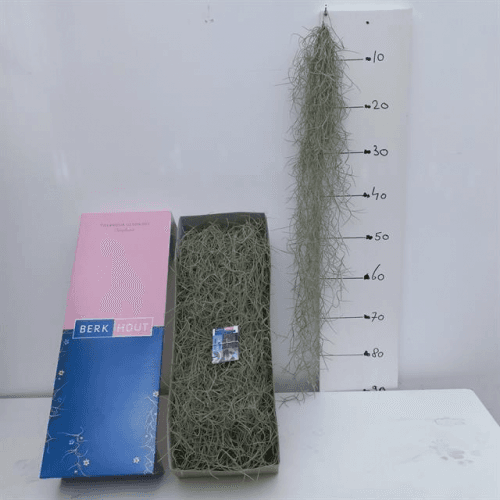 Tillandsia Usneoides