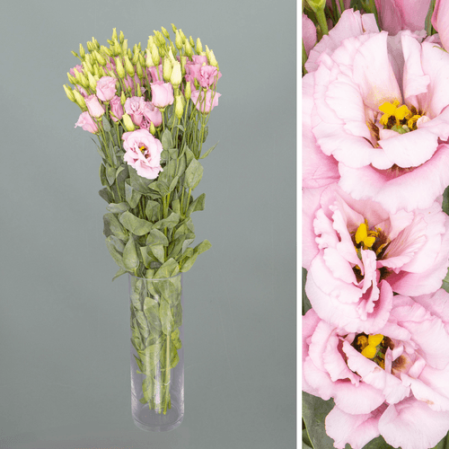 Lisianthus Alissa rosa claro, Flor fresca de 70 cm de largo, ramo de 10 tallos