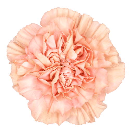 Œillet Petra Terra saumon, Fleur fraîche de 70 cm de long, bouquet de 25 tiges Geoflora