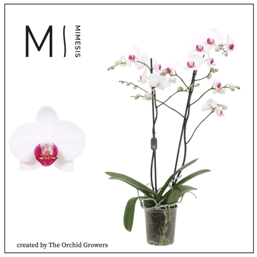 Orchidée Phalaenopsis Association fuchsia et blanche, Plante de 70 cm de haut