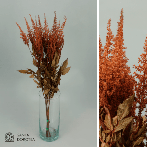 Astilbe preservada chocolate