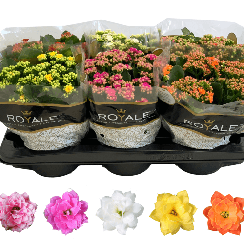 Calanchoe dobrado Rosalina (Calandiva) em cores variadas, Planta de 27 cm de altura, conjunto de 6 unidades