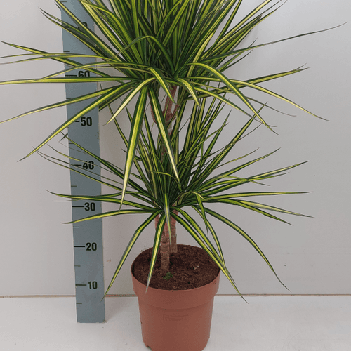 Dracaena Marginata Sunray, dracena de dos troncs
