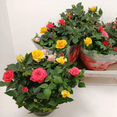 Rosal en maceta Festival Mix, Planta de 30 cm de alto, pack de 3 uds