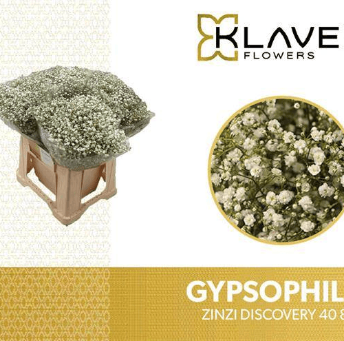 Paniculata Zinzi Discovery 8 gr