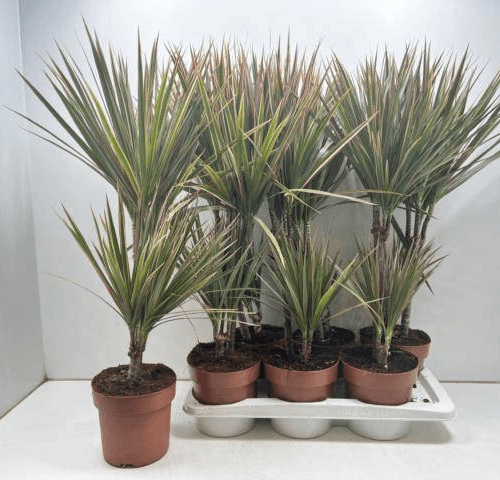 Dracaena Marginata Bicolor