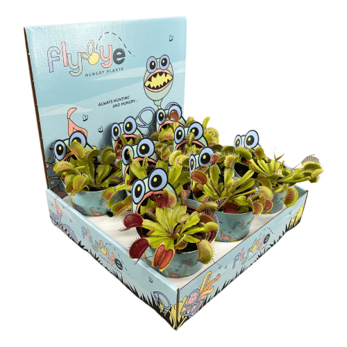 Dionaea muscipula Carnivora (Flybye)