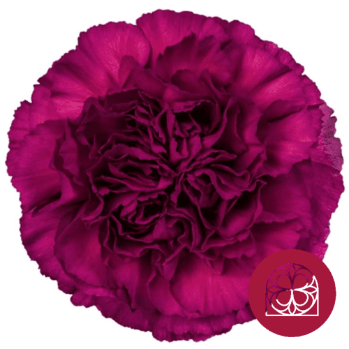Œillet Zafiro, Fleur fraîche de 70 cm de long, bouquet de 25 tiges