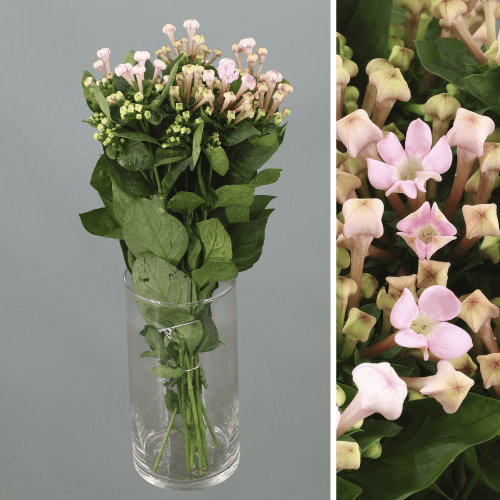 Bouvardia En Sweet Jewel