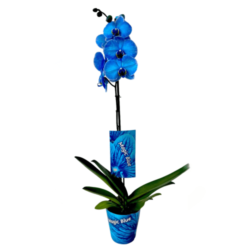 Orquídea Phalaenopsis Azul de 1 Vara (Teñida), Planta de 70 cm de alto