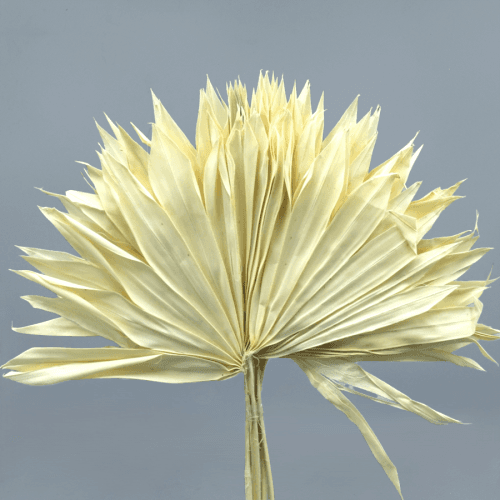 Herbe décorative Sol séchée crème