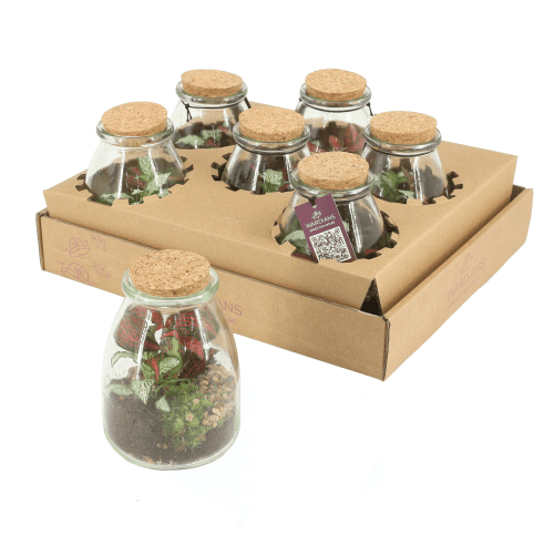 Terrarium IO, Plante de 13 cm de haut, lot de 6 unités
