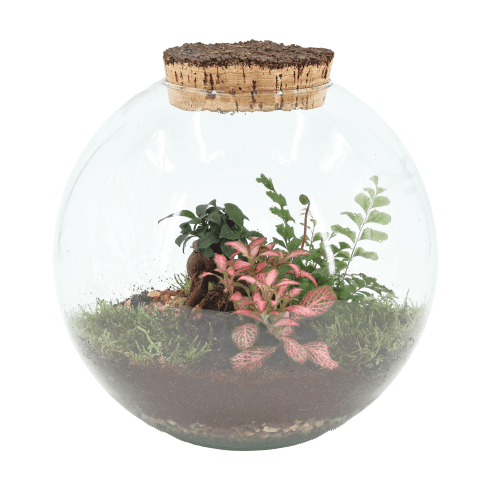 Terrarium Moon, Plante de 25 cm de haut