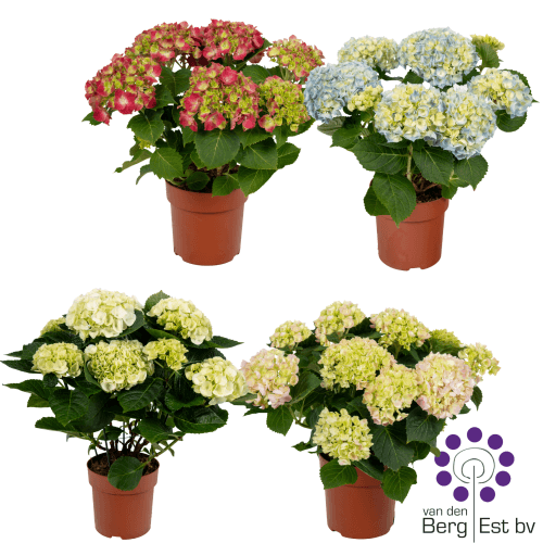 Hydrangea Mix 5-6Flo