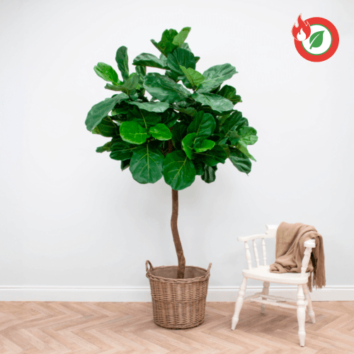 Ficus Lyrata Artificial Ignífugo