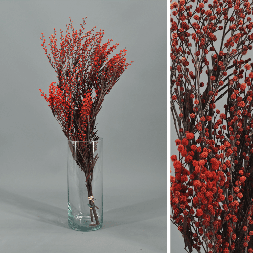 Acacia Mimosa Rojo