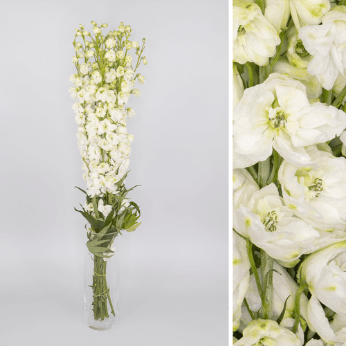 Delphinium Guardian White Super