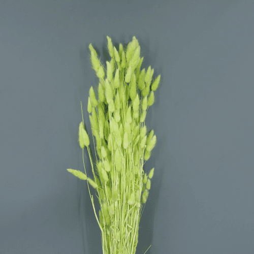 Lagurus Seco Verde Pistacho