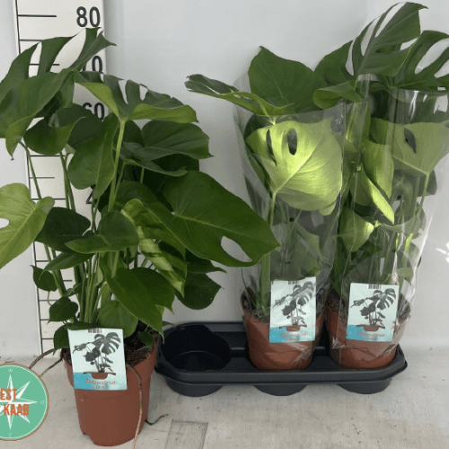 Monstera Deliciosa (Faux Philodendron) 70-75 cm, Lot de 3 Pots de 5 Plantes