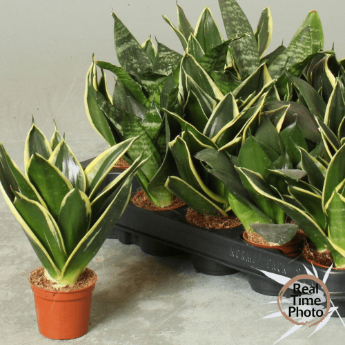 Sansevieria trifasciata lengua de suegra, Planta de 15-20 cm de alto, pack de 20 uds