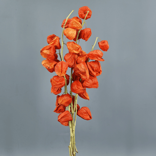 Physalis seca laranja