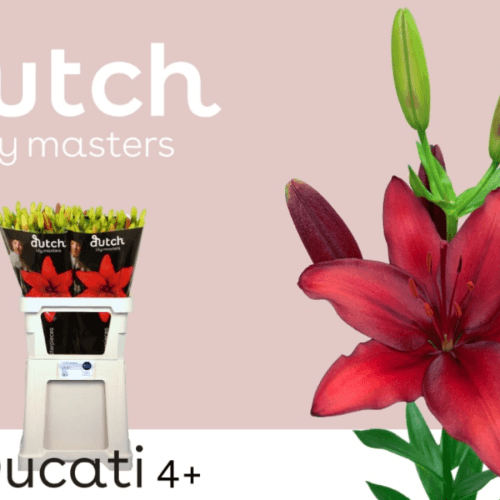 Lilium Asiatico Ducati 2