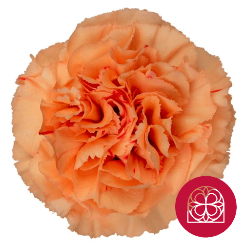 Bouquet de 3 Œillets Orange Gobi, Fleur fraîche de 40 cm de long