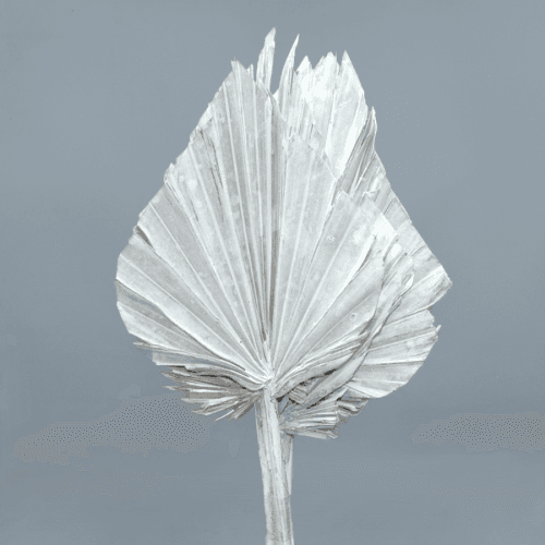 Herbe Spear séchée blanche